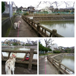 20170108_124046-COLLAGE.jpg