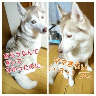 20170108_125452-COLLAGE.jpg