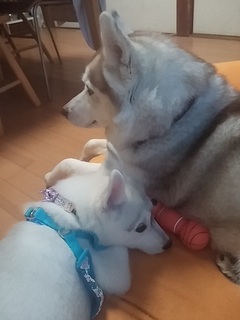 20170422_182745.jpg
