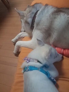 20170422_182831.jpg
