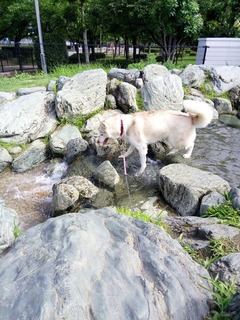 IMG_20160724_091130.jpg