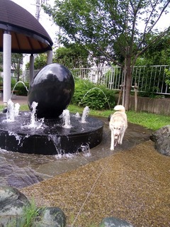IMG_20160724_093302.jpg
