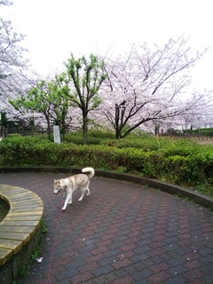 IMG_20170408_085344.jpg