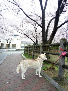 IMG_20170408_085546.jpg