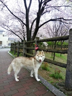IMG_20170408_085625.jpg