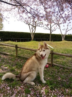IMG_20170415_090230.jpg
