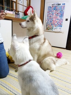 IMG_20170507_201909.jpg