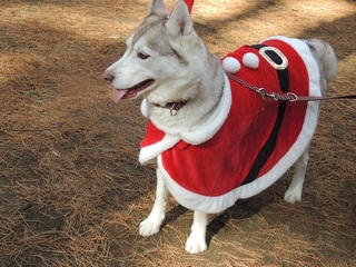 SANTATINK.jpg