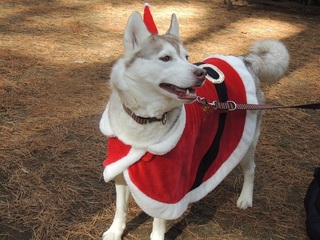 SANTATINK2.jpg