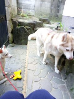 mini_IMG_20170429_155529.jpg