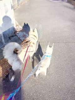 mini_IMG_20170429_164209.jpg