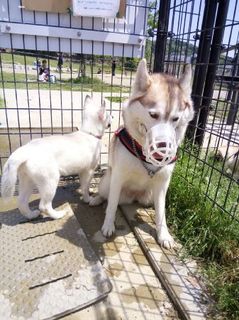 mini_IMG_20170430_105527.jpg