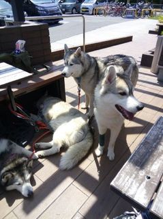 mini_IMG_20170430_125421.jpg