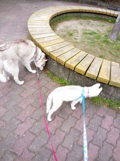 mini_IMG_20170503_090759.jpg
