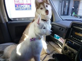 mini_IMG_20170504_064827.jpg