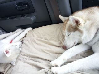 mini_IMG_20170504_175310.jpg
