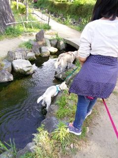 mini_IMG_20170507_165033.jpg
