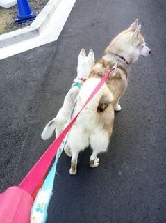 mini_IMG_20170514_071559.jpg