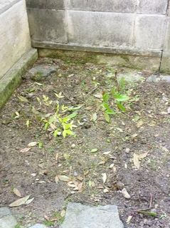 mini_IMG_20170521_074928.jpg