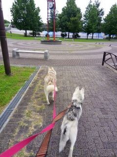 mini_IMG_20170709_072249.jpg