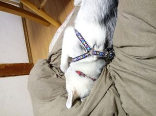 mini_IMG_20170715_231103.jpg