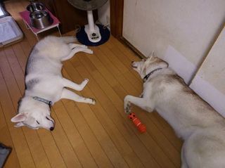 mini_IMG_20170903_112051.jpg
