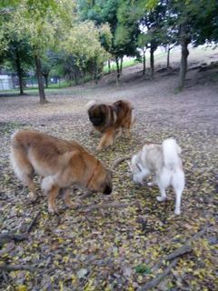 mini_IMG_20171103_063130.jpg