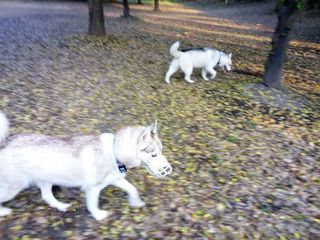 mini_IMG_20171103_072032.jpg