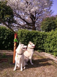 mini_IMG_20180331_081002.jpg
