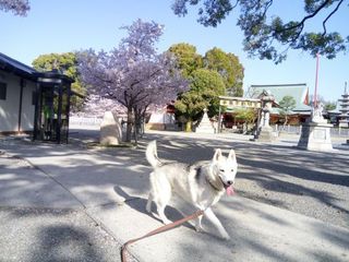 mini_IMG_20180331_084149.jpg