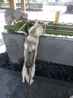 mini_IMG_20180331_084431.jpg
