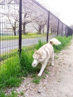mini_IMG_20180401_072611.jpg