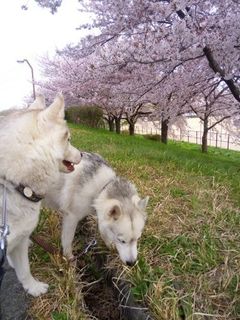 mini_IMG_20180401_083439.jpg