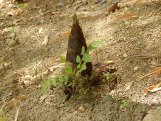 mini_P4223206.jpg